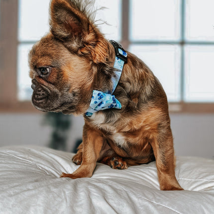 Dog Collar - Berry Sassy