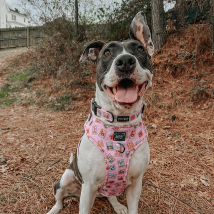 Dog Collar - Out of Office