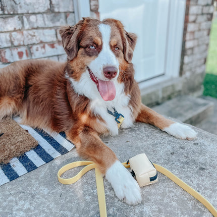 Dog Waterproof Leash - Yellow