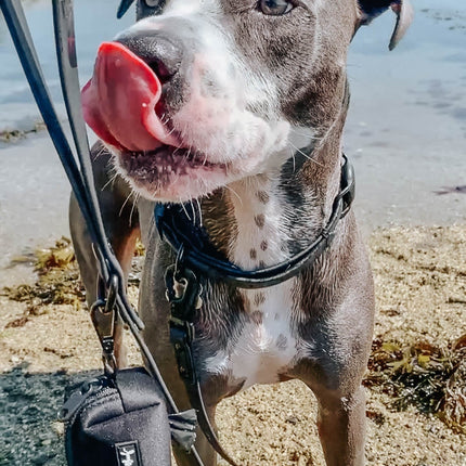 Dog Waterproof Leash - Black