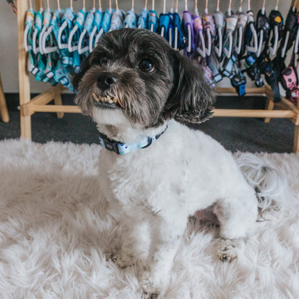 Dog Collar - Berry Sassy