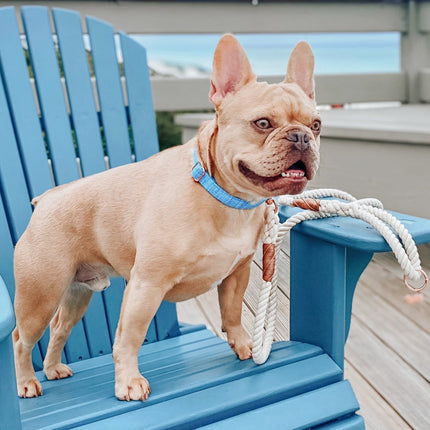 Dog Collar - Blumond
