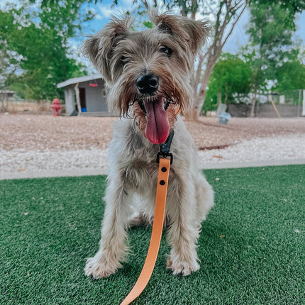 Dog Waterproof Leash - Orange