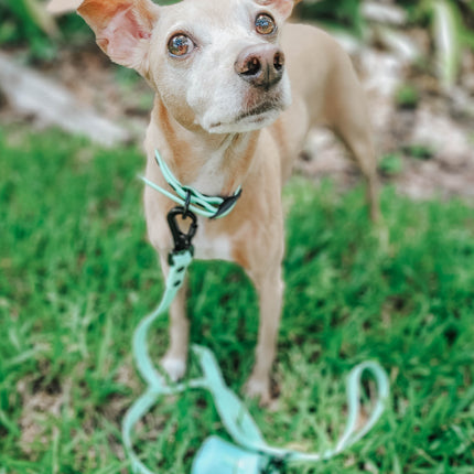 Dog Waterproof Leash - Green