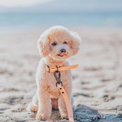 Dog Waterproof Leash - Orange
