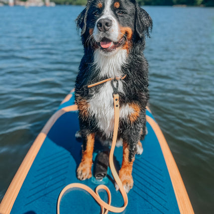 Dog Waterproof Leash - Orange