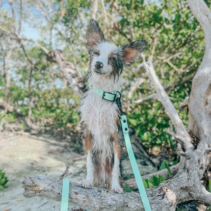 Dog Waterproof Leash - Green