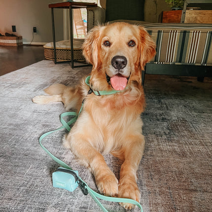Dog Waterproof Leash - Green