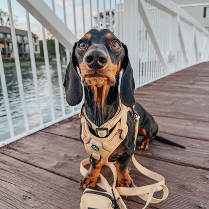 Dog Step-in Harness - Daffodil