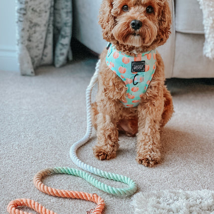 Dog Rope Leash - Honeydew