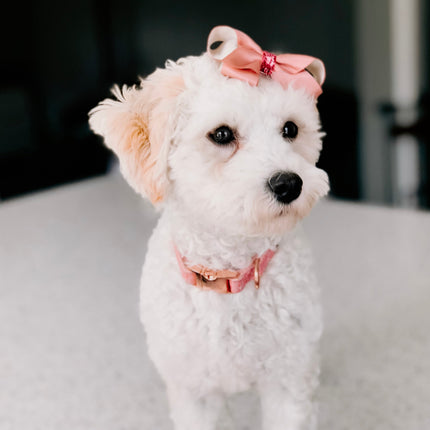 Dog Collar - Dolce Rose