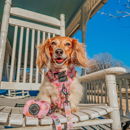 Dog Collar - Out of Office