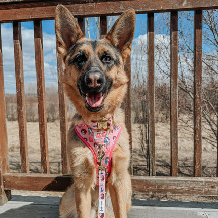Dog Adjustable Harness - STAR WARS™ Princess Leia