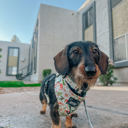 Dog Adjustable Harness - Shrooms & Blooms
