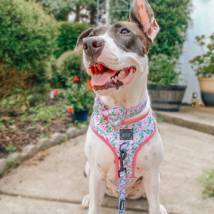 Dog Collar - Magnolia
