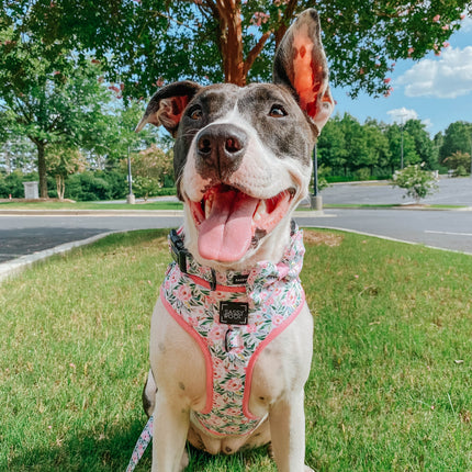 Dog Collar - Magnolia