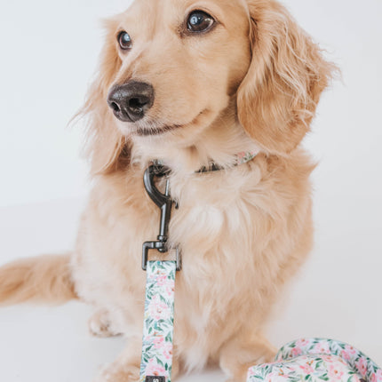 Dog Collar - Magnolia