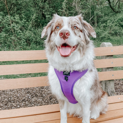 Dog Adjustable Harness - Neon Purple
