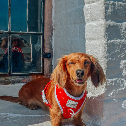 Dog Adjustable Harness - Little Love