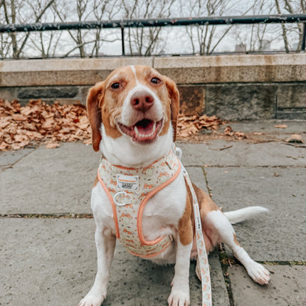 Dog Adjustable Harness - Pompompurin™