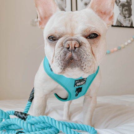 Dog Rope Leash - Neon Blue