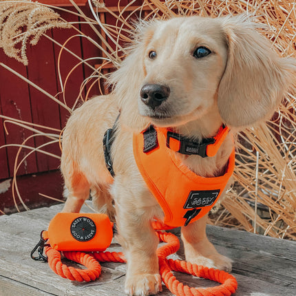 Dog Rope Leash - Neon Orange