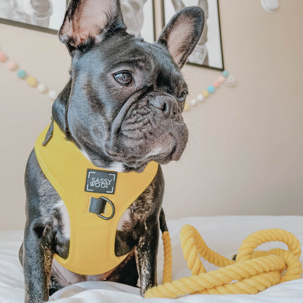 Dog Rope Leash - Neon Yellow