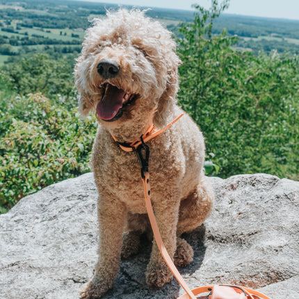 Dog Waterproof Leash - Orange