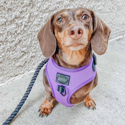 Dog Adjustable Harness - Neon Purple