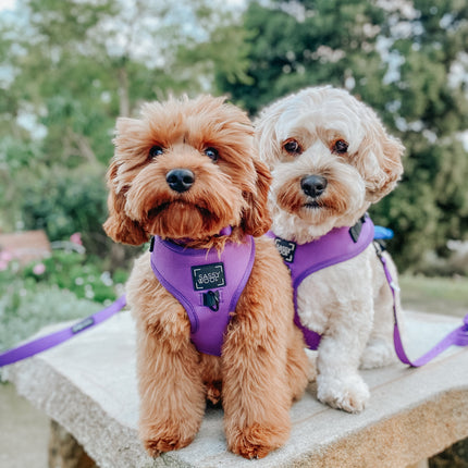 Dog Adjustable Harness - Neon Purple