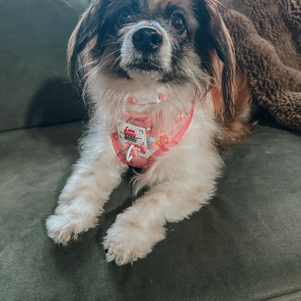 Dog Adjustable Harness - Care Bears™ Cheer Bear