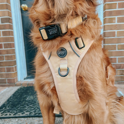 Dog Collar - Daffodil