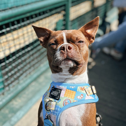 Dog Adjustable Harness - Patch Perfect