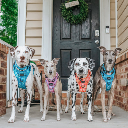 Dog Step-in Harness - Tropical Tides