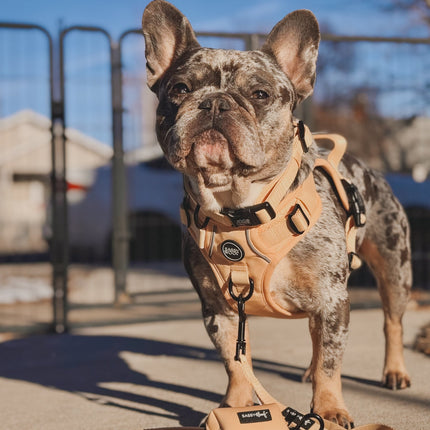 Dog Step-in Harness - Daffodil