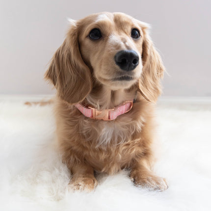 Dog Collar - Dolce Rose