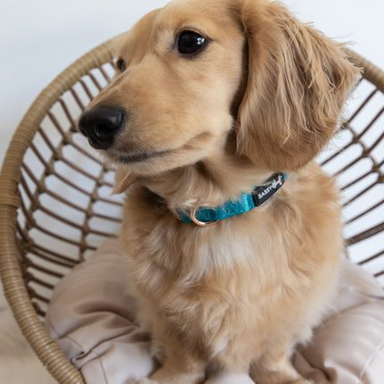 Dog Collar - Napa