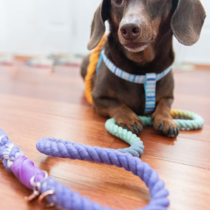 Dog Rope Leash - Sunset